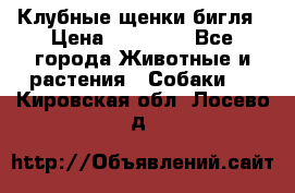 Клубные щенки бигля › Цена ­ 30 000 - Все города Животные и растения » Собаки   . Кировская обл.,Лосево д.